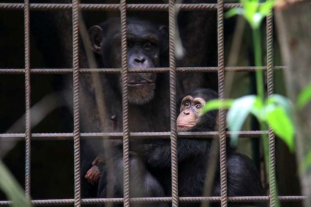 Air France, Tutsak Maymunları Labaratuvarlara Taşımayı Bırakıyor